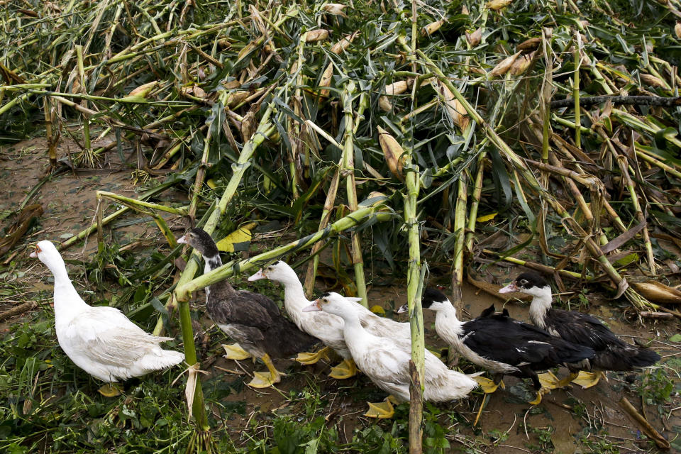 Ducks pass by a cornfield totally damaged by strong winds from Typhoon Mangkhut as it barreled across Tuguegarao city, in Cagayan province, northeastern Philippines, Saturday, Sept. 15, 2018. The typhoon hit at the start of the rice and corn harvesting season in Cagayan, a major agricultural producer, prompting farmers to scramble to save what they could of their crops, Cagayan Gov. Manuel Mamba said. The threat to agriculture comes as the Philippines tries to cope with rice shortages. (AP Photo/Aaron Favila)