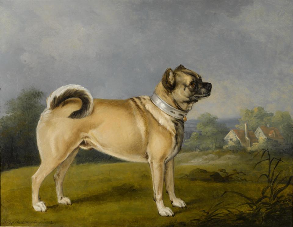 Painting of a pug created in 1802.