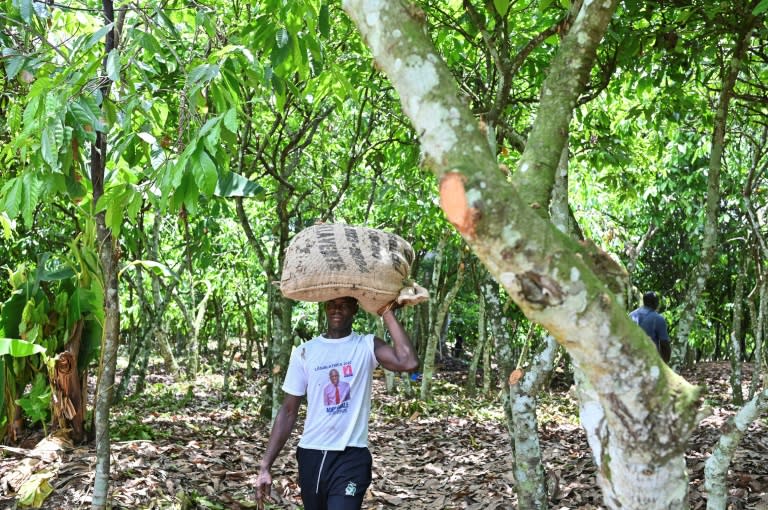 Ivory Coast is the world's biggest producer of cocao (Issouf SANOGO)