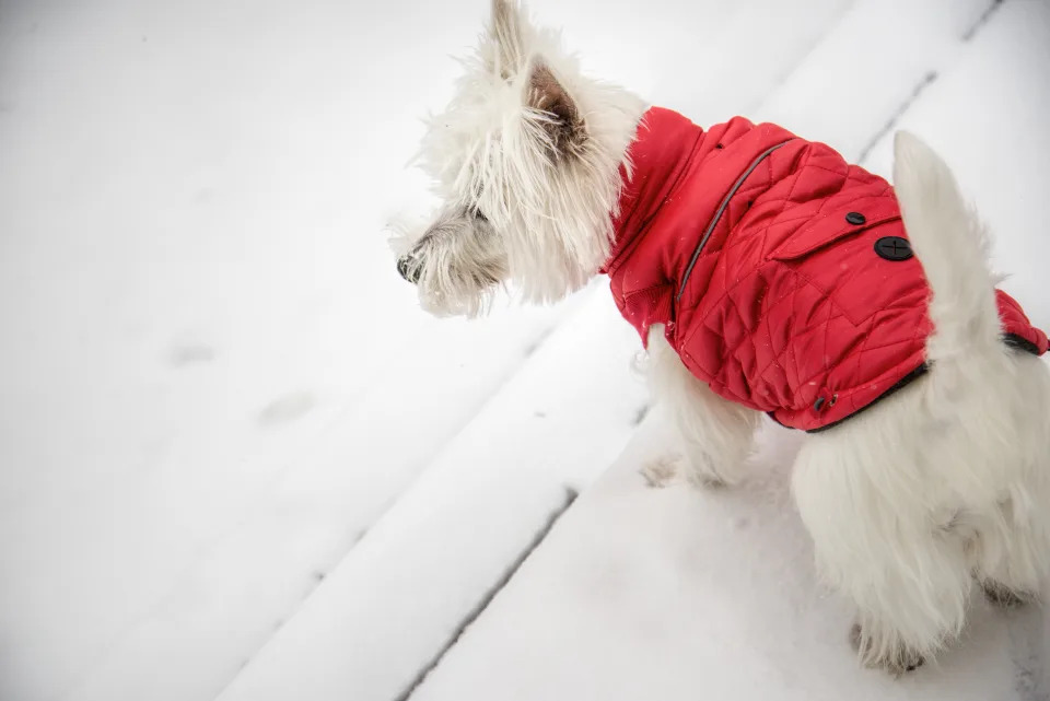 West Highland White Terrier dressed in red down jacket is ready to play in the snow.