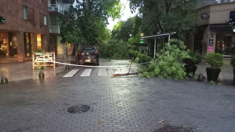 El temporal provocó la caída de árboles sobre la calle.