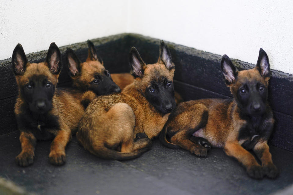 Cachorros de pastor belga malinois descansan en el Centro de Producción Canina del Ejército y Fuerza Aérea Mexicanos en San Miguel de los Jagüeyez, México, el martes 26 de septiembre de 2023. Los cachorros se convertirán algún día en perros de rescate o detectarán drogas y explosivos, tras recibir formación básica en el centro. (AP Foto/Eduardo Verdugo)