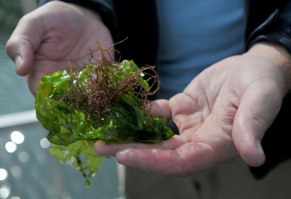 Barnstable Clean Water Coalition field operations manager Luke Cadrin holds sea lettuce and red gracilaria, an algae, that came up on a camera rig in Popponesset Creek on Sept. 28 in Mashpee.