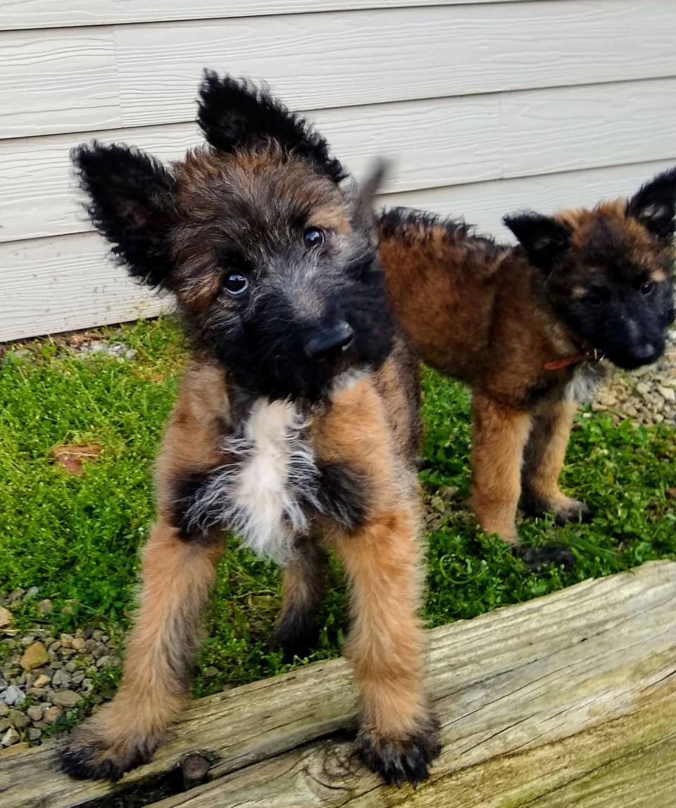 Belgian Laekenois puppies from Coswald Kennel