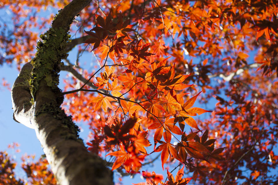 美麗的楓紅美景（Photo Credit: —C'est la vie— @Flickr, License: CC BY-SA 2.0，圖片來源：https://www.flickr.com/photos/20537280@N00/24247051317）