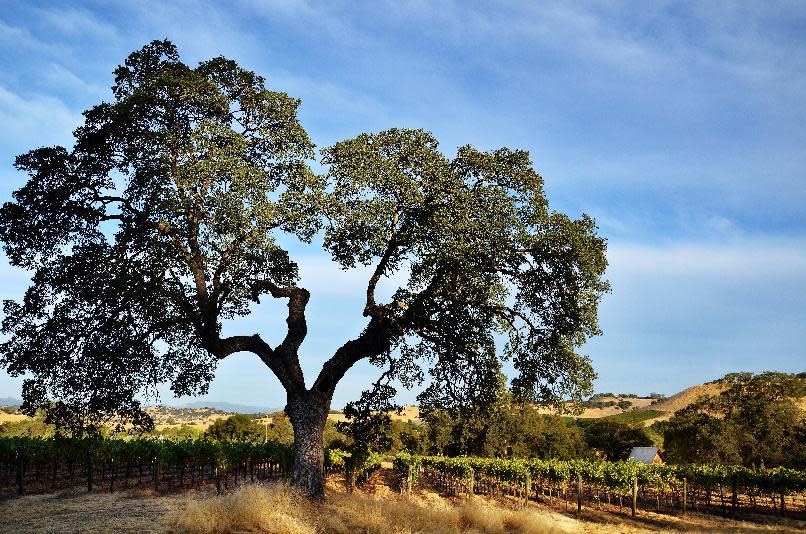 This Sept. 23, 2012 publicity photo provided by Twisted Oak Winery shows the vineyards and winery (www.twistedoak.com) in Vallecito, Calif. Jeff Stai, owner of Twisted Oak winery, has sold online for years, including lately through Amazon and Facebook. Twisted Oak is licensed to sell in 30 states and although the tasting room accounts for the bulk of sales, about 20 percent of his business is from outside California and Nevada. (AP Photo/Twisted Oak Winery, Maria Camillo)