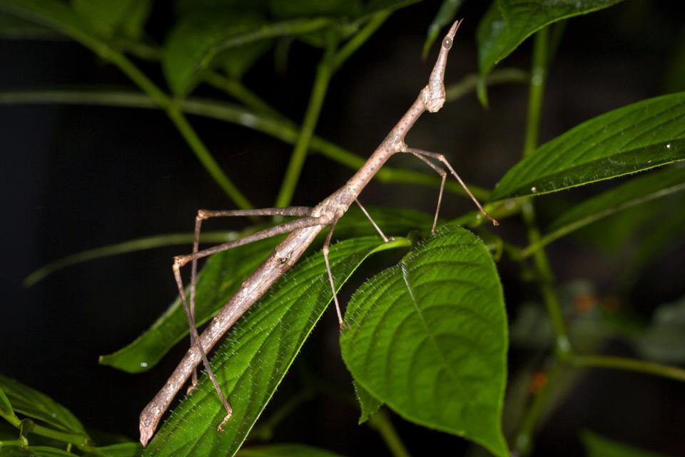 <p>Jason Bazzano / Alamy</p> Stock image of a Peruvian jumping stick grasshopper