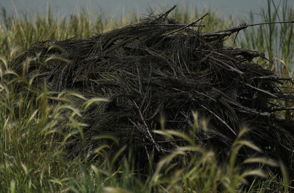 Ahuautle, huevos de axayacatl, un tipo de chinche acuática, se ven en ramas de pino recolectadas del lago Texcoco, cerca de Ciudad de México, el martes 20 de septiembre de 2022. Los huevos se pasan por un tamiz para eliminar los restos de lodo o corteza de pino. Después se colocan en bolsas para venderlos. (AP Foto/Fernando Llano)