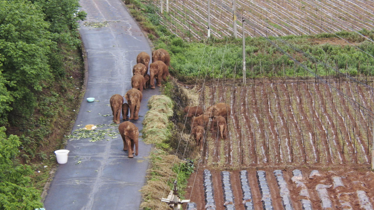 A migrating herd of elephants roam through farmlands of Shuanghe Township, Jinning District of Kunming city in south-western China's Yunnan Province 