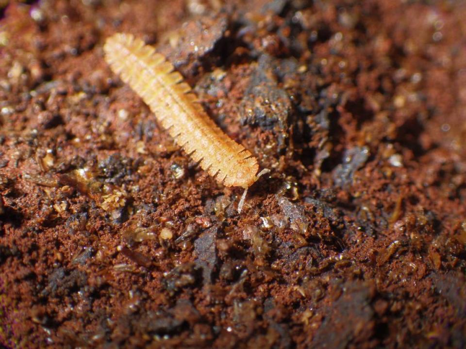 A Pseudoporatia kananciue, or Kananciuê millipede, inside a cave.