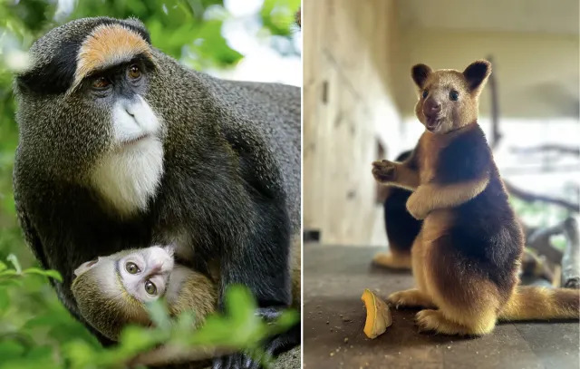 A young De Brazza’s monkey clinging to mother (left) and Goodfellow’s tree kangaroo joey 'Susu' eating rock melon snack at the Singapore Zoo (Photos: Mandai Wildlife Group) 