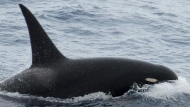 Dead whales are washing up on the East Coast. The reason remains a mystery.