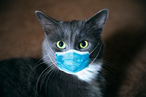 <span class="caption">Feline under the weather?</span> <span class="attribution"><a class="link " href="https://www.shutterstock.com/image-photo/cat-medical-mask-protective-antiviral-on-1684423789" rel="nofollow noopener" target="_blank" data-ylk="slk:Viacheslav Rubel/Shutterstock;elm:context_link;itc:0;sec:content-canvas">Viacheslav Rubel/Shutterstock</a></span>