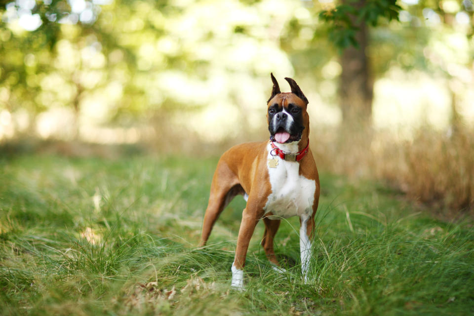 Boxer, es un perro atlético y juguetón. Foto: Getty Images