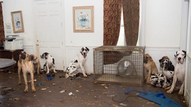 Several dogs had the run of sections of the dilapidated mansion where the operation was run. (Photo: Mredith Lane/Humane Society of the United States)