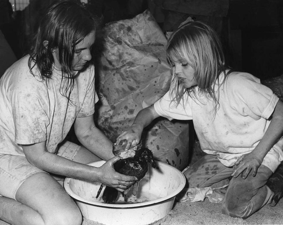 Marriane Haines de Orinda y su hija Laura, de 9 años, limpian un pato en California, víctima del choque de dos barcos de la Standard Oil Company el 18 de enero 1971, derramando 800.000 galones de petróleo.