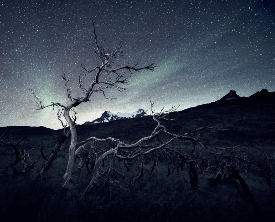 By Mikko Lagerstedt: Burned forest, Patagonia, Chile.