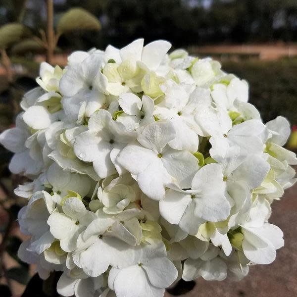 4) Viburnum