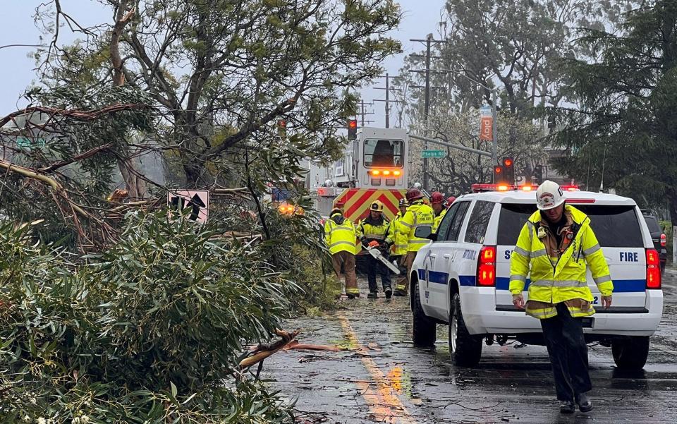 Fallen trees