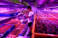 Citizen Farm head of farmers Darren Ho inspects an indoor hydroponic growing system at an urban farm in Singapore May 30, 2017. REUTERS/Thomas White