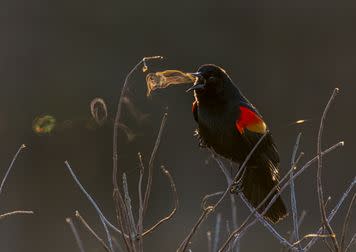 Red-winged Blackbird; Grand Prize winner.