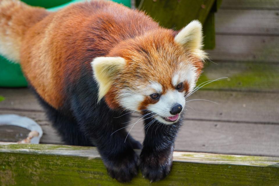 Zan, a 3-year-old red panda, came from the Woodland Park Zoo in Seattle.