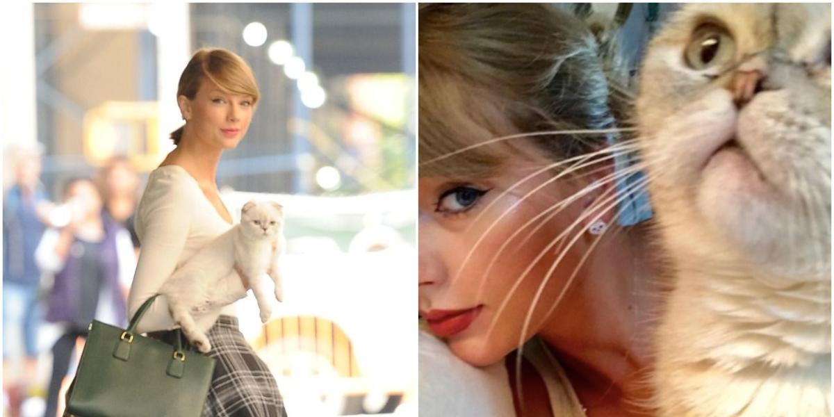 She left no… catnip #taylorswift #catstaylorsversion #cats