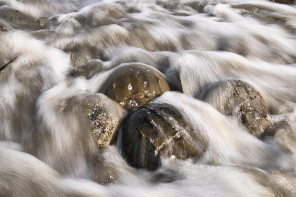 Horseshoe Crabs spawn during at Pickering Beach in Dover, Del., Sunday, June 11, 2023. The biomedical industry is adopting new standards to protect a primordial sea animal that is a linchpin of the production of vital medicines. (AP Photo/Matt Rourke)