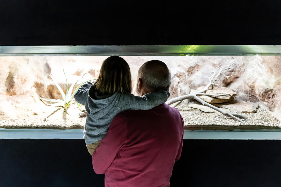 An adult and child with their backs to the camera, looking at a reptile exhibit in an aquarium or zoo