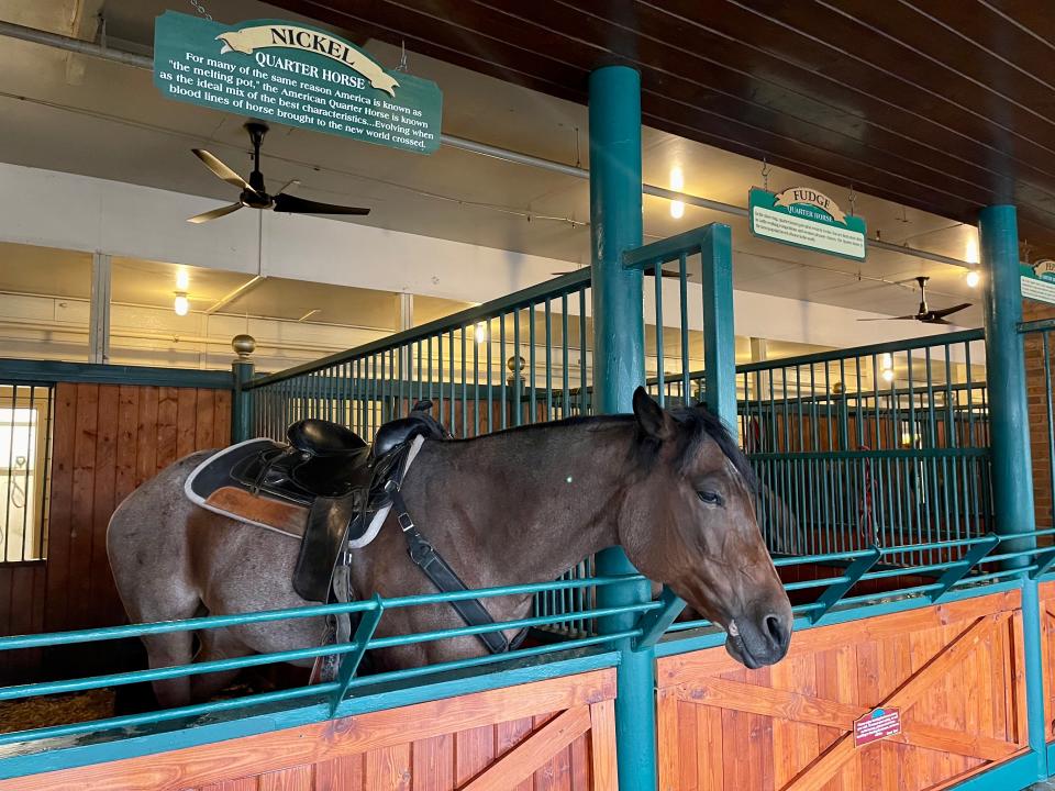 Dolly Parton's Stampede horse walk in the stables