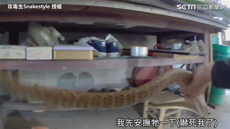 葉同學想藉此澄清社會大眾對於蛇的誤解。（圖／攻毒生Snakestyle 授權）