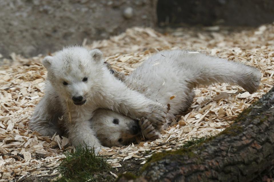 Twin polar bear cubs play outside in their enclosure at Tierpark Hellabrunn in Munich