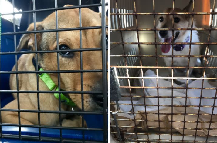 Two dogs wait inside of a city bus on Wednesday. (Photo: HuffPost/Nina Golgowski)