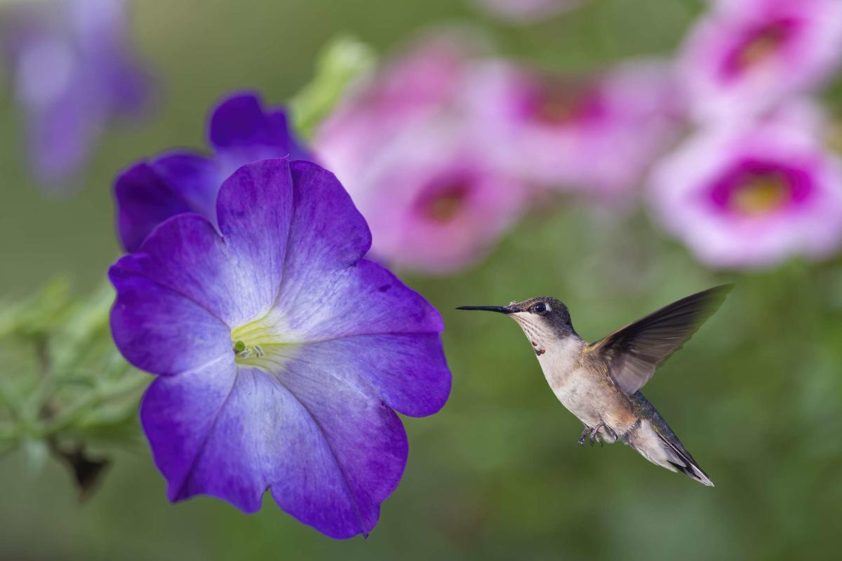 Watch How Hummingbirds Fly Through Narrow Spaces, Smart News