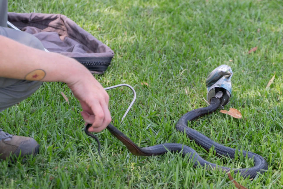 A WIRES volunteer uses a tool to capture a snake with its head caught in a can.