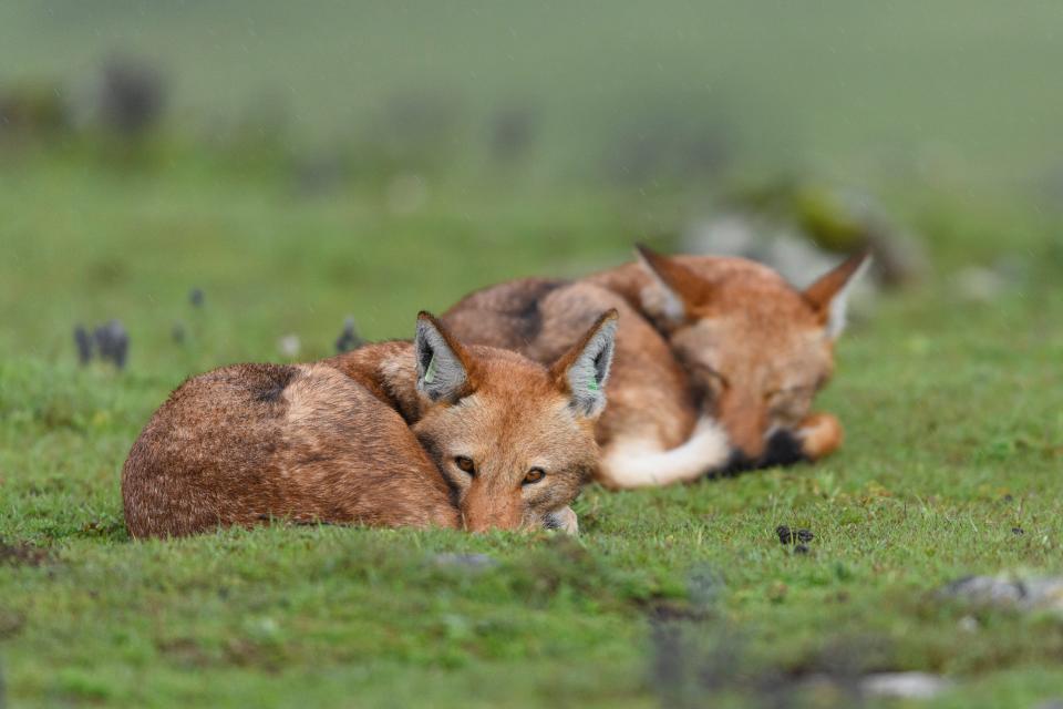Two Ethiopian wolves sleep during a rainstorm in the mountains of Ethiopia.