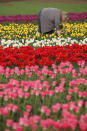 SCHWANEBERG, GERMANY - APRIL 27: A visitor plucks tulips from a self-service tulip field on April 27, 2012 near Schwaneberg, Germany. Spring weather is finally taking hold in Germany with temperatures expected to reach 28 degrees Celsius by the weekend. (Photo by Sean Gallup/Getty Images)