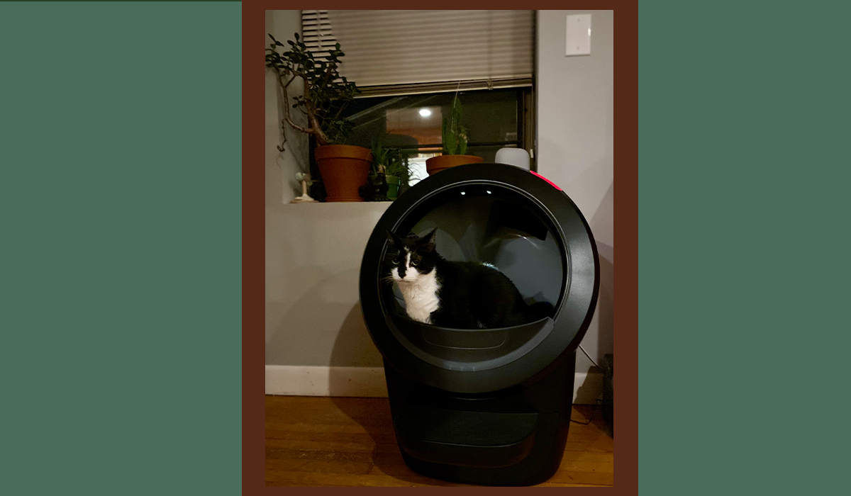 Author's cat using the Litter-Robot 4 litter box