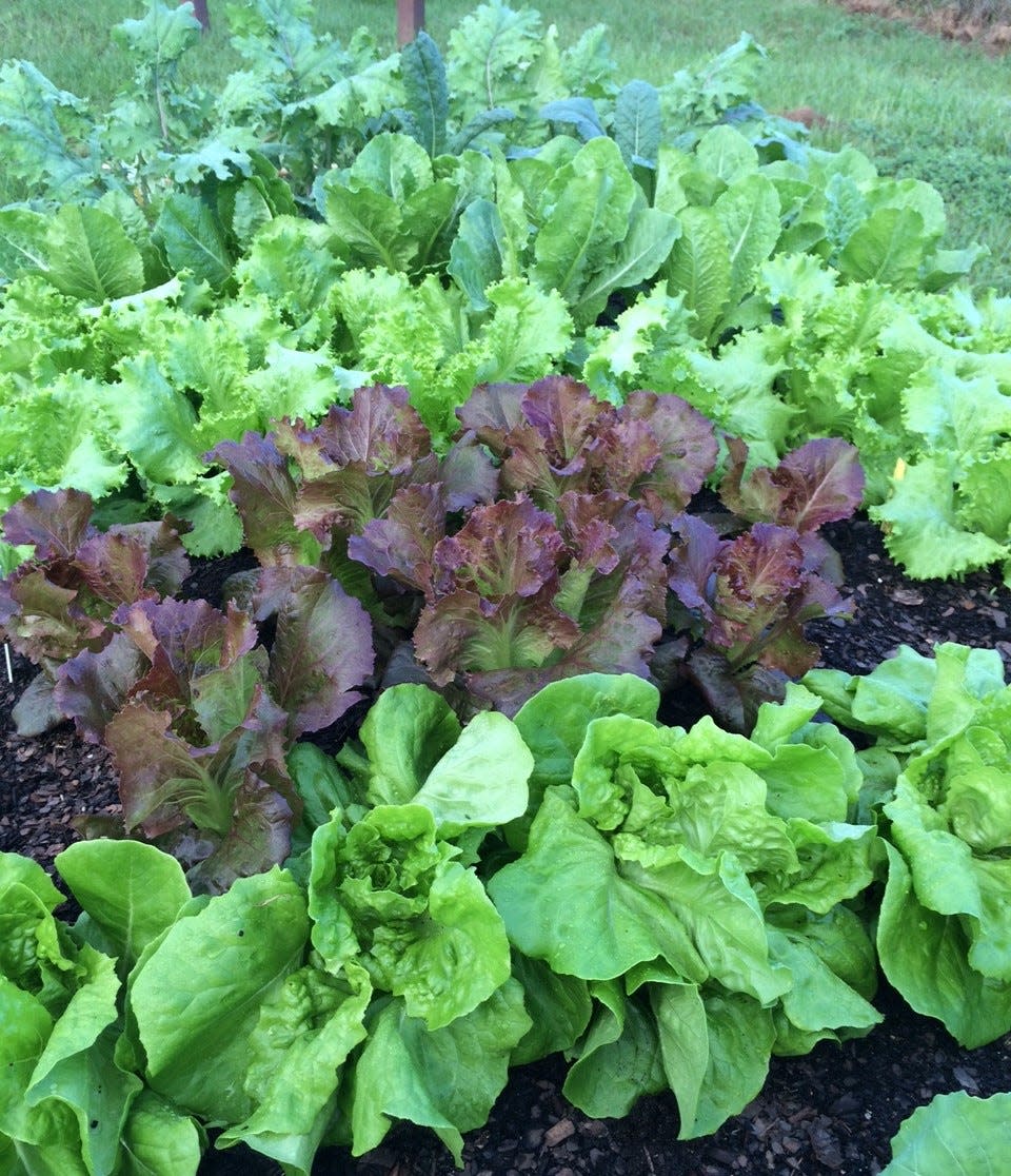 September and October is the time to plant cool season leafy greens.