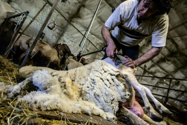 Un tondeur de moutons dans une bergerie de Poliénas (Isère), le 12 avril 2024 (JEAN-PHILIPPE KSIAZEK)