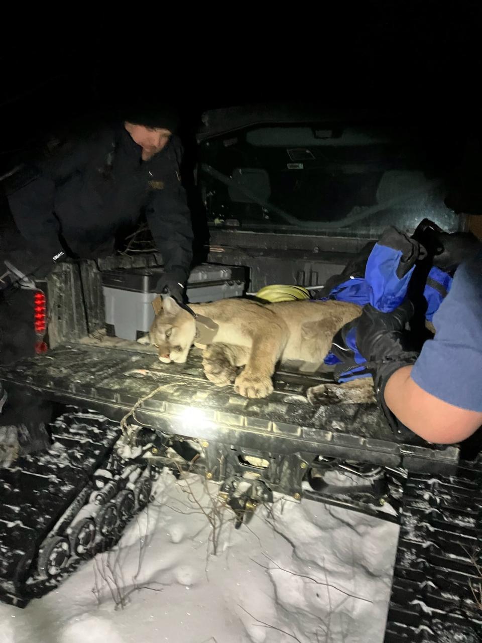 Janzen reported his find to conservation officers, who tranquilized the cougar, took measurements and hair and blood samples, and released it with a radio collar.