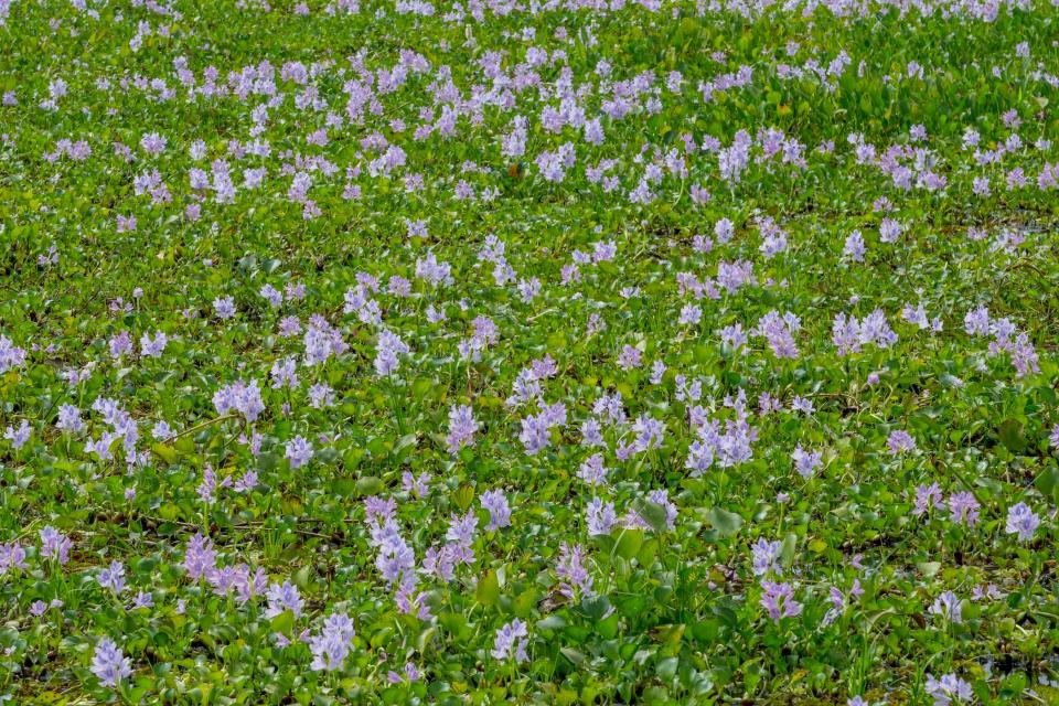 Flowering water hyacinths in a wetland near the Piuval Lodge in the Northern Pantanal, State of Mato Grosso, Brazil.