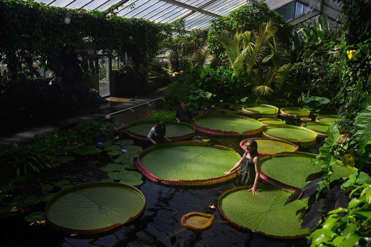 Image: Kew Names Giant Waterlily Species New To Science (Leon Neal / Getty Images)