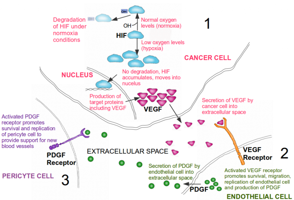 The Hallmarks of Cancer 5: Sustained Angiogenesis