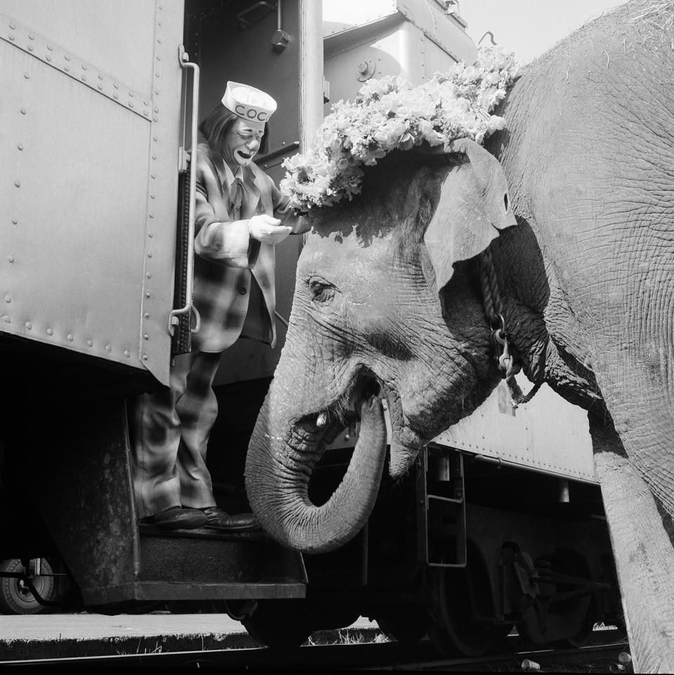 <p>Coco the Clown places a floral Easter bonnet on Targa’s head in preparation for a freight yard preview and parade in New York on April 5, 1966 as the circus unloaded in the Bronx yards of the New Haven railroad. Targa, 14-year-old elephant, was said to be the largest of the animals unloaded from trains for the march downtown to Madison Square Garden for opening night show later in the day. (AP Photo) </p>