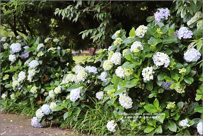 赤柯山繡球花-2017-05-09.jpg