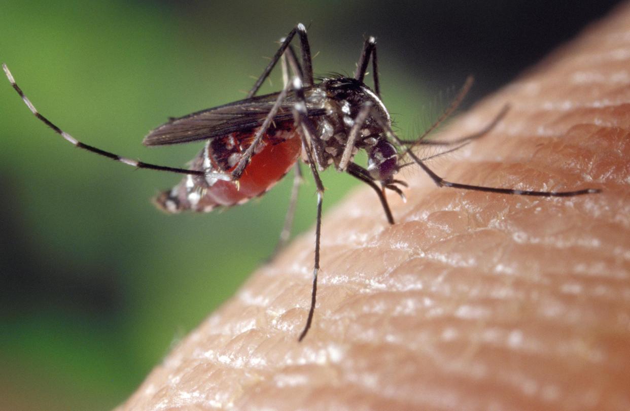 A mosquito feeds on a human. Some mosquitoes can spread illnesses, including West Nile virus.