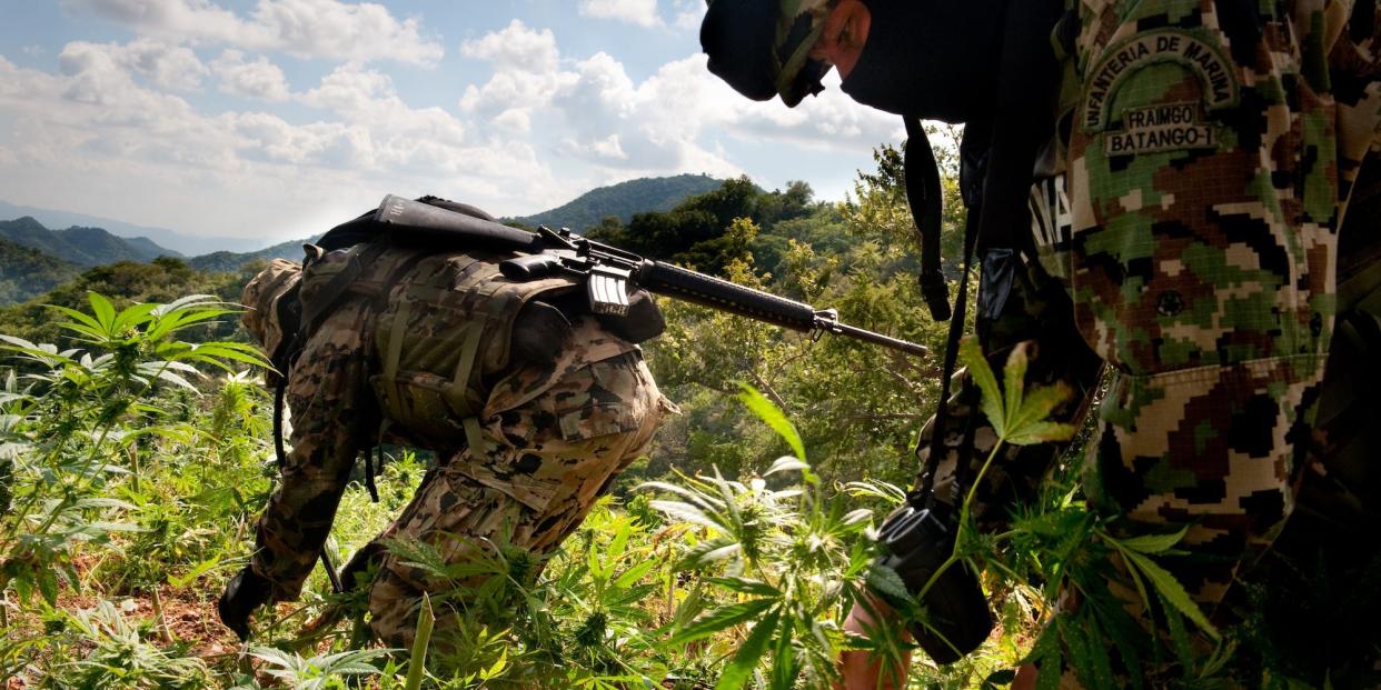 Mexican marines destroyer marijuana Badiraguato Sinaloa