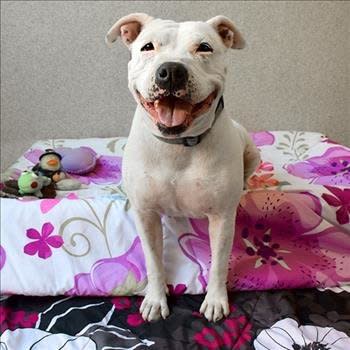 Fiona can't help herself: she's just got to smile. And after she smiles she has to get all low and wag her tail so hard her whole body moves. That's how excited she is to see <i>everyone</i>. This sweet 5-year-old pittie has never met a person she didn't love. She is good with other dogs, too. This family dog is looking for a family (bring the kids -- she loves 'em!). Find out more from the <a href="https://www.facebook.com/humanesocietysv/?fref=ts">Humane Society Silicon Valley</a>.