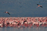 <b>Lesser Flamingos - Lake Nakuru, Kenya, 2006</b> <p> We traveled to Kenya’s Great Rift Valley in search of flamingos, and weren’t disappointed. The abundance of algae in Lake Nakuru attracts these delicate birds by the millions!</p>